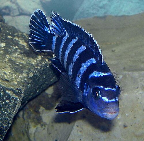 Demasoni Cichlid reference