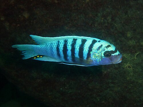 Zebra Mbuna reference