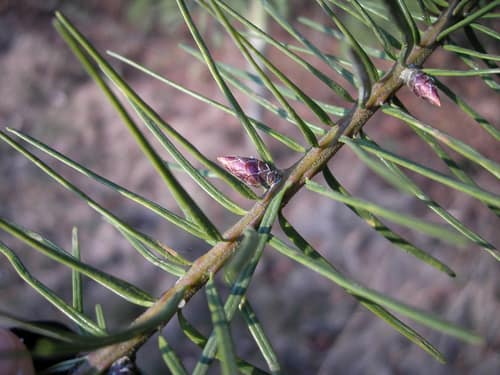 Douglas-fir reference