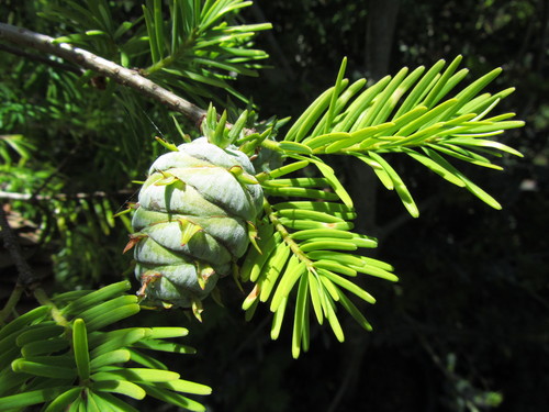 Chinese Douglas-Fir reference