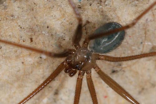 Wine Cellar Spider reference