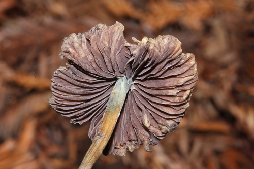 Liberty Cap reference