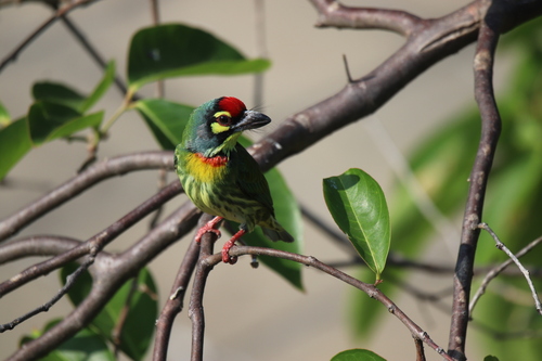 Coppersmith Barbet reference
