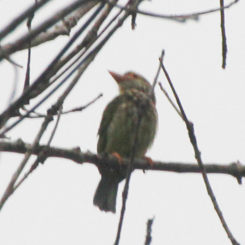 Lineated Barbet reference
