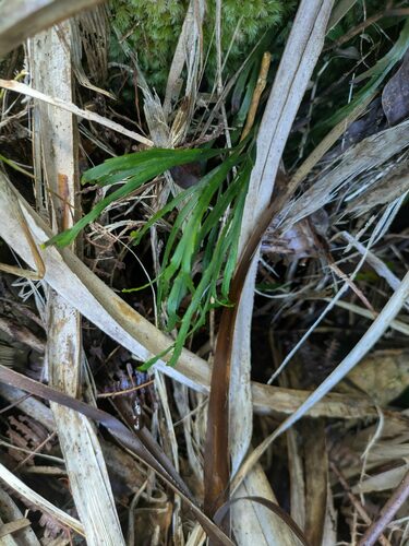 Flat-stemmed Whisk Fern reference