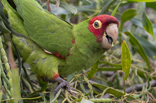 Red-masked Parakeet reference