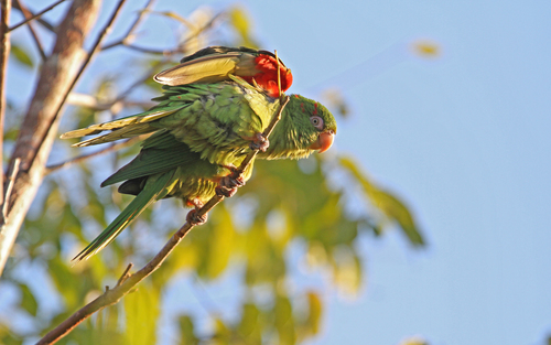 Cuban Parakeet reference