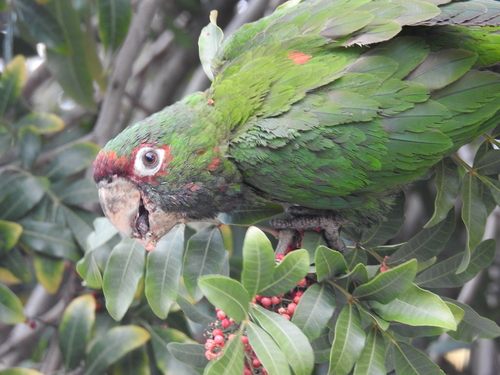 Mitred Parakeet reference