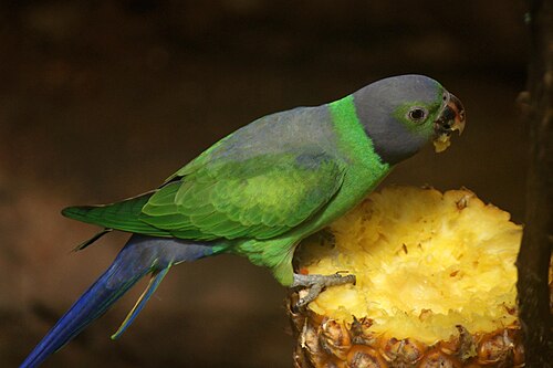 Layard's Parakeet reference