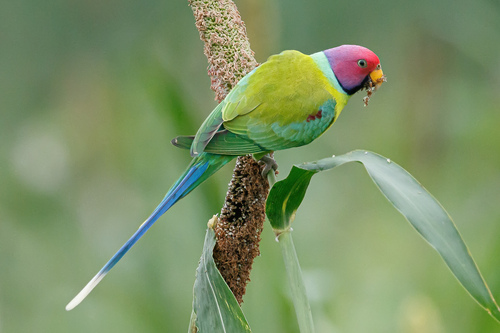 Plum-Headed Parakeet reference