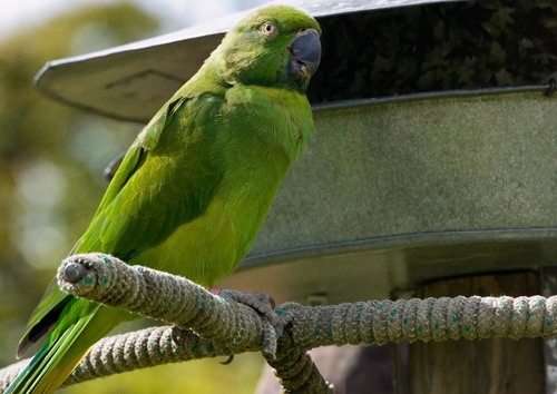 Echo Parakeet reference