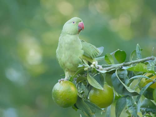 Rose-Ringed Parakeet reference