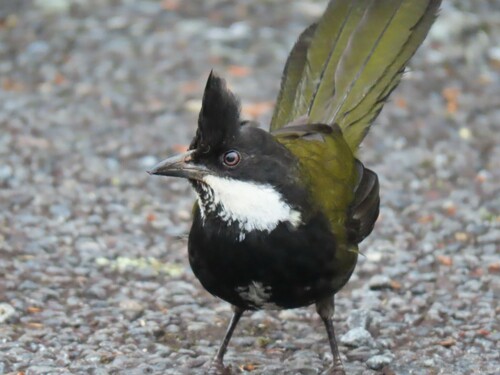 Eastern Whipbird reference