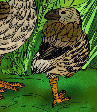 Small-billed Moa-nalo reference