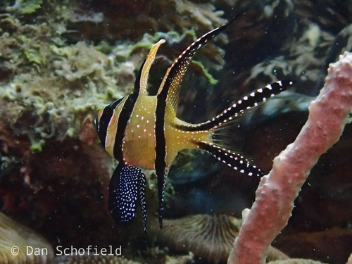 Bangai Cardinalfish reference