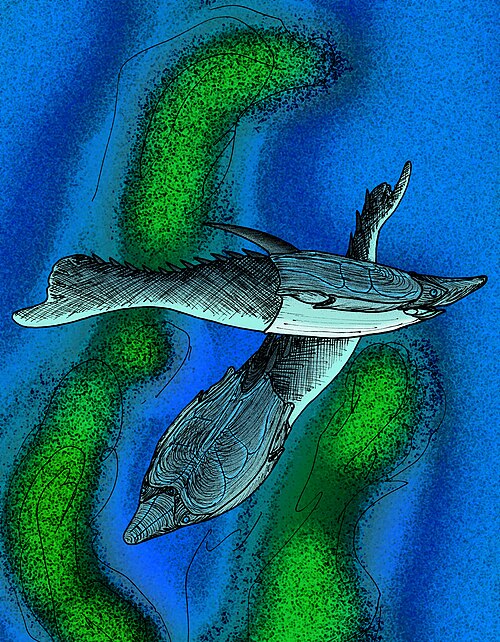 Pteraspis reference