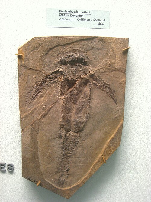 Pterichthyodes reference