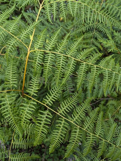 Common Bracken reference