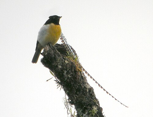 King of Saxony Bird-of-Paradise reference