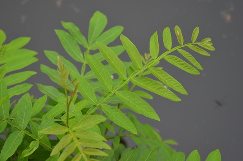 Chinese Wingnut reference