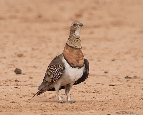 Pin-tailed Sandgrouse reference