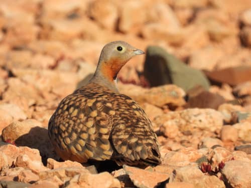Black-bellied Sandgrouse reference