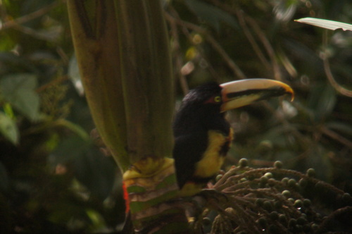 Pale-mandibled Aracari reference