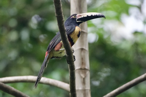 Collared Aracari reference