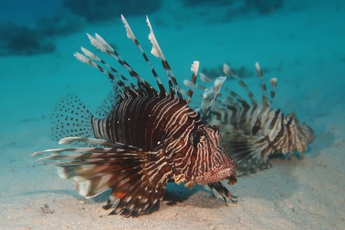 Devil Firefish reference