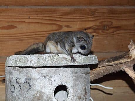 Siberian Flying Squirrel reference