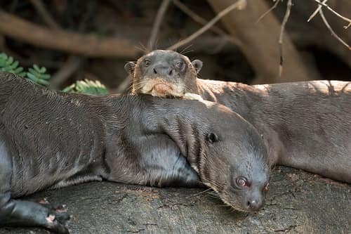 Giant Otter reference