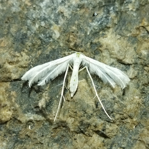 White Plume Moth reference