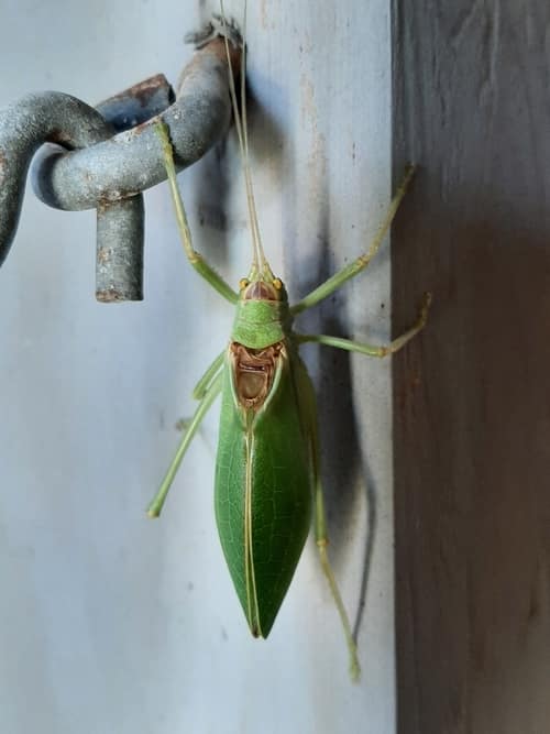 Common True Katydid reference