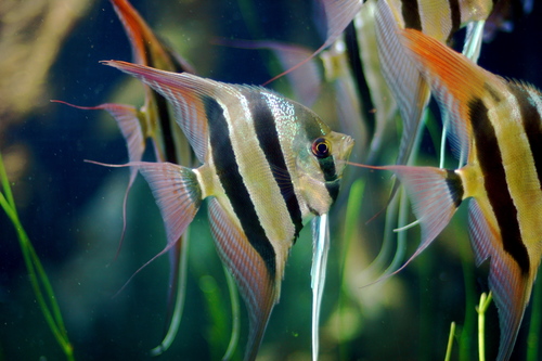 Altum Angelfish reference
