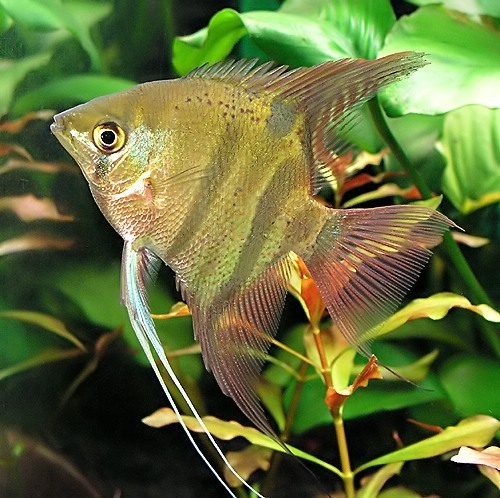 Leopold's Angelfish reference
