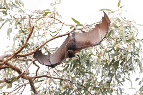 Black Flying Fox reference