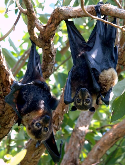 Spectacled Flying Fox reference
