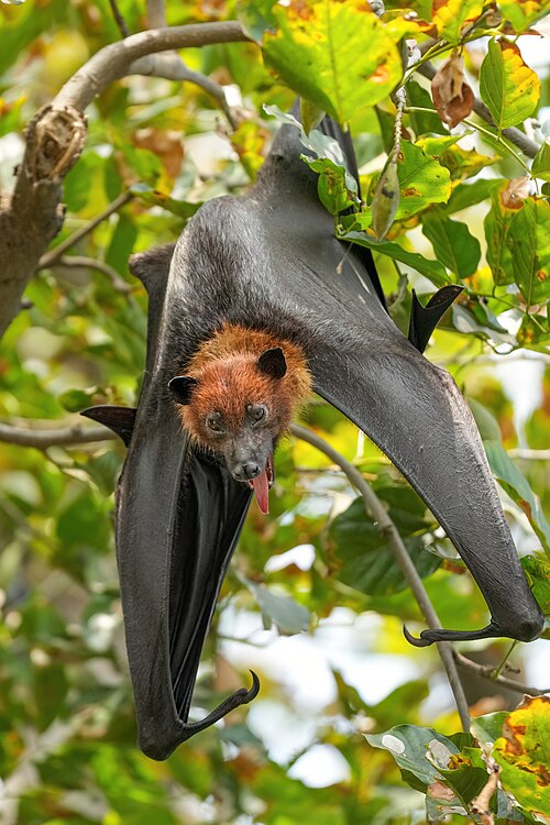 Indian Flying Fox reference