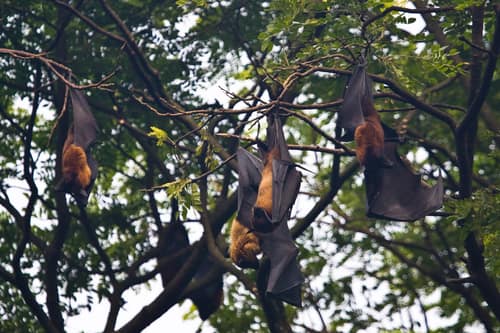 Indian Flying-fox reference