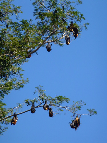 Mauritian Flying-fox reference