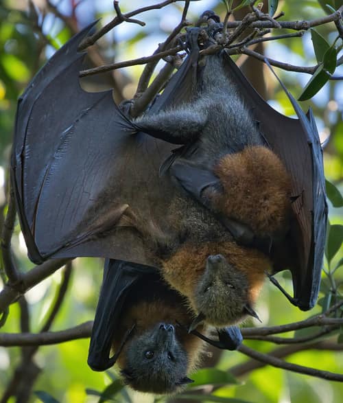 Grey-headed Flying Fox reference