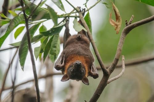 Little Red Flying Fox reference