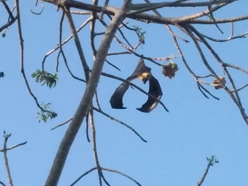 Seychelles Flying-fox reference