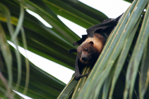 Pacific Flying Fox reference