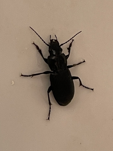 Common Black Ground Beetle reference