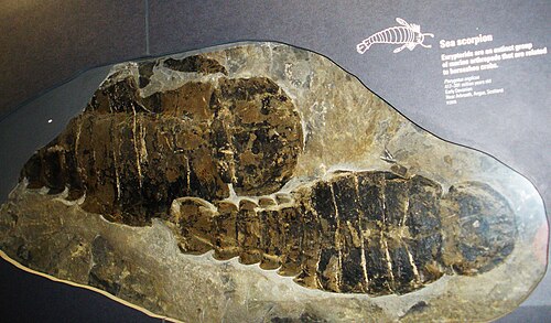 Giant Sea Scorpion reference