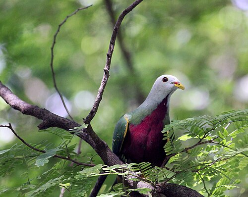 Wompoo Fruit-Dove reference