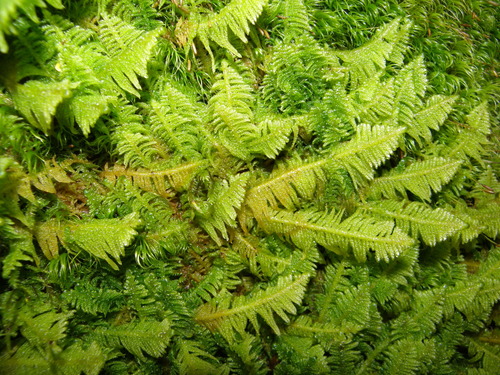 Knight's Plume Moss reference