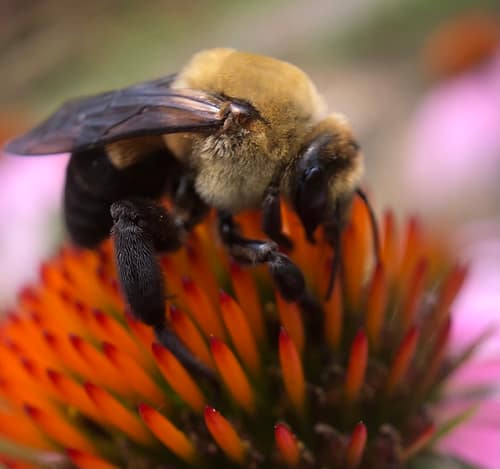 Hibiscus Bee reference