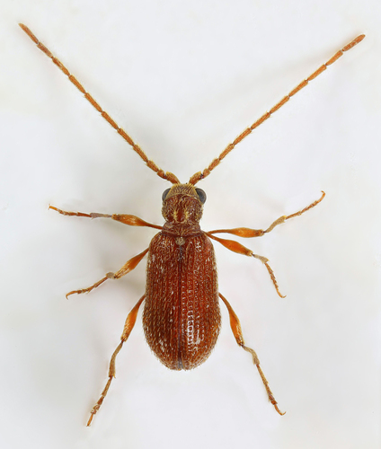 White-marked Spider Beetle reference